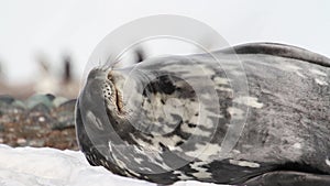 Sleepy Weddell seal on the shore