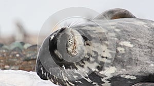 Sleepy Weddell seal on the shore