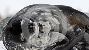 Sleepy Weddell seal on the shore