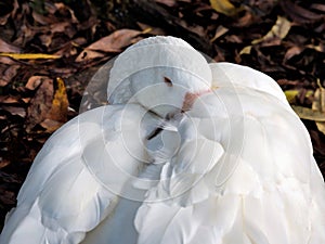 Ella con acurrucó pluma ganso 