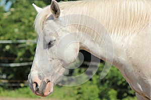 Sleepy white horse