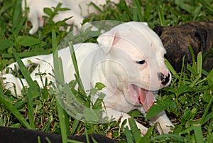Sleepy white pit bull puppy