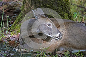 A sleepy White Tailed Doe lies in the cool woods.