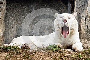 Sleepy white tiger portrait