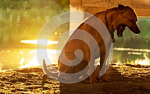 Sleepy yawning brown dog with soft green orange sunset meadow water nature backgroun