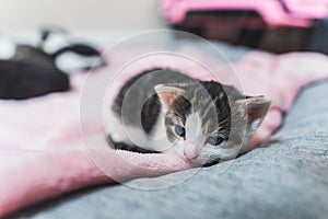 Sleepy young tabby cat lying on pink blanket with open eyes. Focus on the foreground. Indoor medium closeup shot.