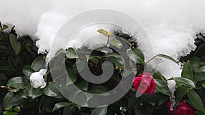 Sleet falling time-lapse on snow cover and Camellia sasanqua flower