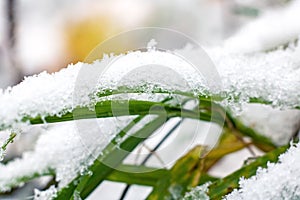 Un la neve sul erba verde da vicino 