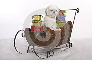 Sleigh dog