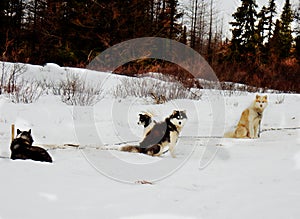 Sleigh dogs from Kuujjuaq Nunavut