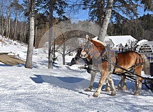 Team of Pulling Draught Horses in the Winter