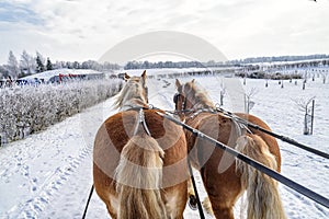 Sleigh ride with horses in Masuria