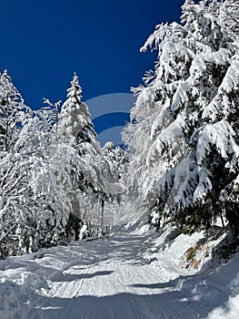 Sleighing path winds between the spruce trees and down a mountain in Slovenia.