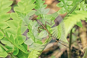 A slender anole sitting on a leaf photo