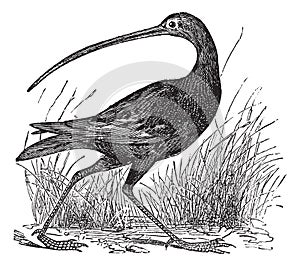 Slender-billed Curlew or Numenius tenuirostris vintage engraving