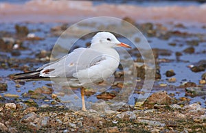 Slender-billed gull