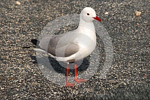 The Slender-billed Gull