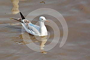 Slender-billed Gull