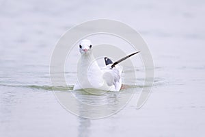 Slender-billed gull Chroicocephalus genei swimming in open water