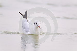 Slender-billed gull Chroicocephalus genei swimming in open water