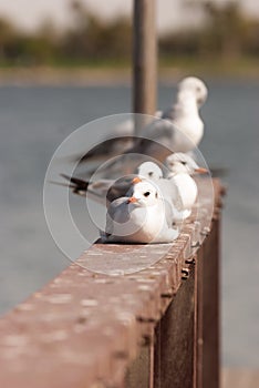 Slender-billed Gull & (Larus genei)