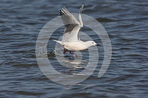 Slender-billed gull, Larus genei