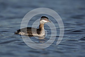 Slender-billed gull, Larus genei