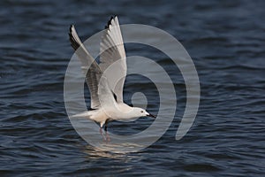 Slender-billed gull, Larus genei