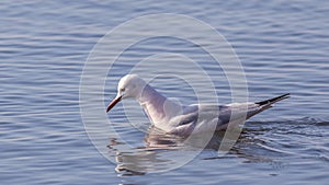 Slender-billed Gull Looking for Food