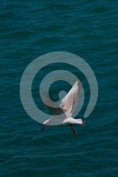 Slender-billed Gull The slender-billed gull from Abu Dhabi corniche