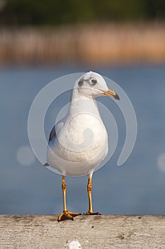 Slender-billed Gull Standing