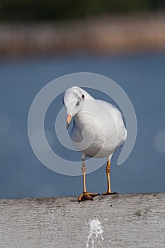 Slender-billed Gull Standing