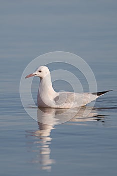 A Slender billed Gull swimming with reflection