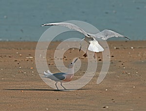 Slender-billed Gulls arguing