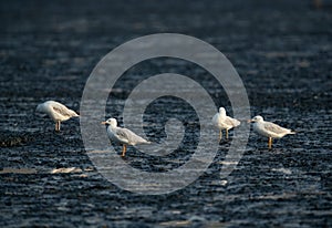 Slender-billed gulls at Tubli bay of Bahrain