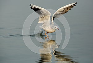 The slender-billed seagull takeoff