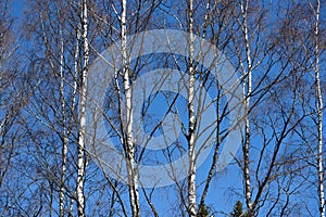 Slender birch trunks without leaves against a clear blue sky. Springtime, early April