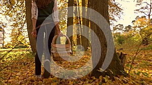 Slender brunette girl walking through autumn forest holding a picnic basket. Sunny day. 4K steadicam video