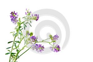 Slender Bush Clover