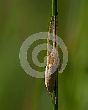 Slender crab spider, Tibellus oblongus