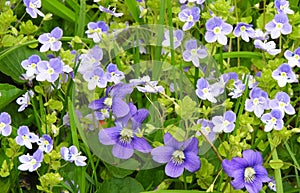 Slender Creeping Speedwell Veronica flower with purple violets