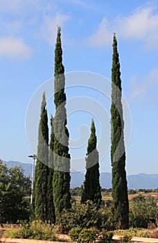 The slender cypresses