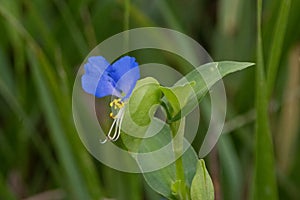 Slender Day Flower