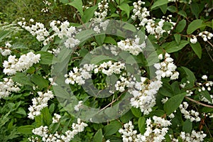Slender deutzia blossoms Deutzia gracilis.white bloom in the garden