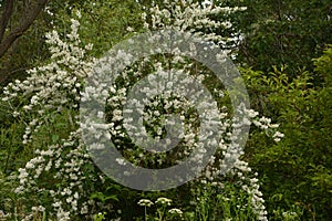 Slender deutzia blossoms Deutzia gracilis.white bloom in the garden