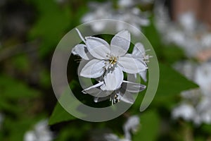 Slender deutzia flowers. Hydrangeaceae deciduous shrub A species endemic to Japan.
