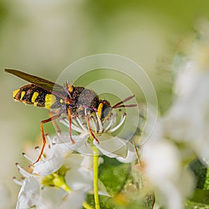 Slender digger wasp Crabro cribrarius, family Crabronidae, on white flowers of a fruit tree