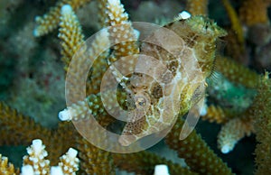 Slender Filefish