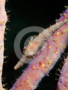 Slender Filefish