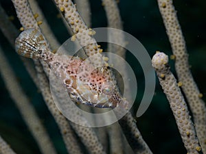 Slender Filefish